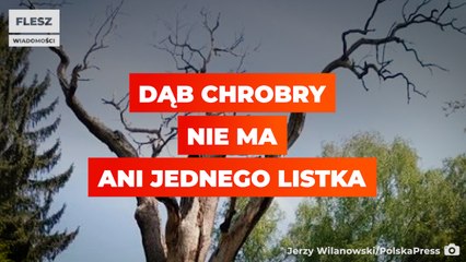 Dąb Chrobry nie wypuścił w tym roku żadnego listka