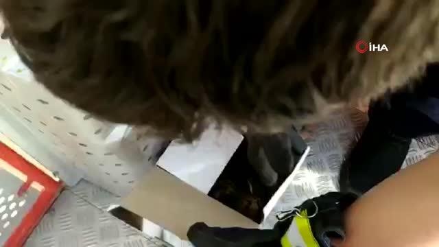 Yuvadan düşen 3 yavru şahin yuvalarına konuldu