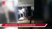 CHP'li Gaytancıoğlu: Süt hayvanları kesiliyor, peynire zam yolda