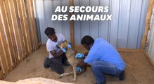 À Gaza, ils profitent du cessez-le-feu pour soigner les animaux blessés dans les bombardements