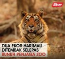 Dua ekor harimau ditembak selepas bunuh penjaga zoo
