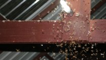 Hungry Termites Swarm Southern States as Mating Season Kicks Off