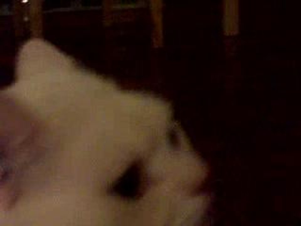 Le chat parleur