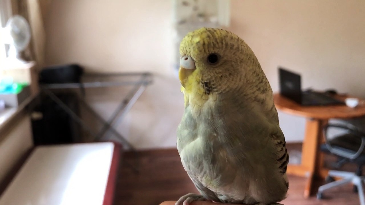 perruche ondulée  hors cage