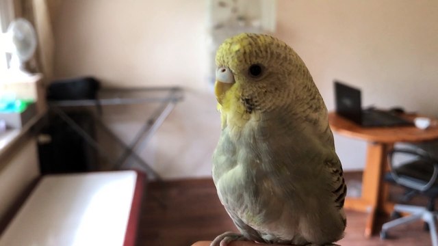 perruche ondulée hors cage