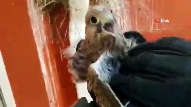 Yuvadan düşen 3 yavru şahin yuvalarına konuldu