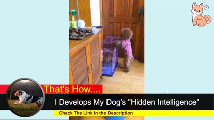 World's Cute and Funny Dog Videos Compilation Try Not to Laugh