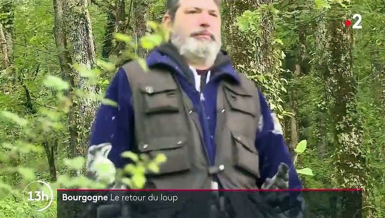 Saône-et-Loire : le retour du loup inquiète les éleveurs d'ovins