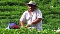 Fındık üretimi artacak, yaş çay üretimi düşecek