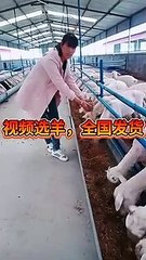 Lovely and funny animals 2021   Sheep is a lovely pet 23