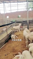 Lovely and funny animals 2021   Sheep is a lovely pet 15