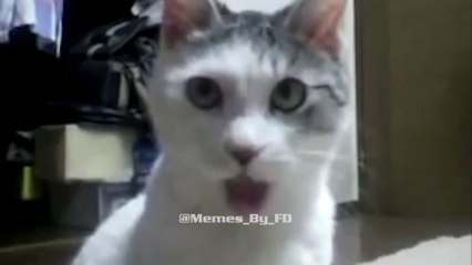 Cat Bottle Flip Meme