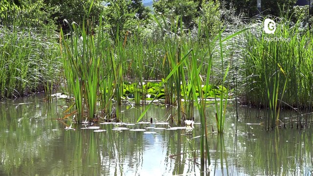 Reportage - Parc Flaubert : une gestion naturaliste des espaces verts