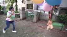 Son dakika... Köpeğine balon bağlayıp uçurdu, gözaltına alındı