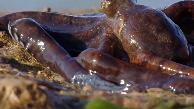 Aquatic Animals Take To Land - Octopus takes to land extraordinary