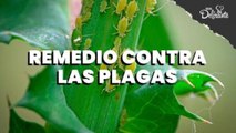 Remedios contra las plagas.