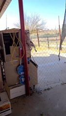 Puppy Finds Her Way Up Fence