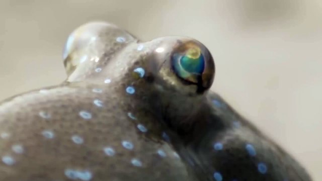 Aquatic Animals Take To Land - The fish that walk on land