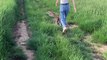 Vocal Cat Hops Through Grassy Field