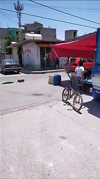 Un Chihuahua marche sur des fils electriques