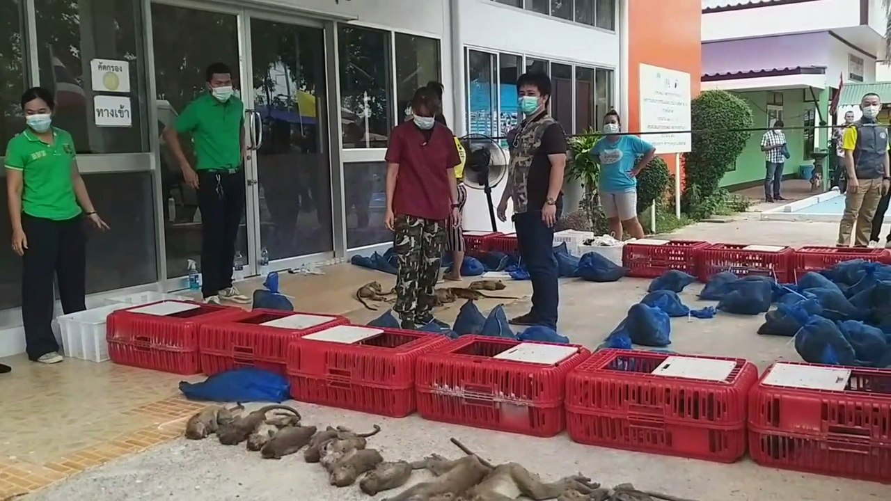 ปราจีนบุรี-ตร.กองปราบปรามตามรวบขบวนการค้าสัตว์ป...