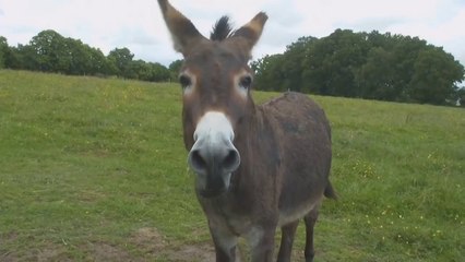 اتحداك ما تضحك