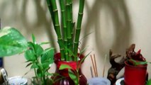 How To Save A Dying Bamboo Plant