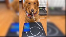 Funny and Cute Tiktok Dog compilation - 1 _ Try Not To Laugh Impossible. ( 1080 X 1920 )