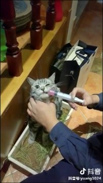 Funny Cat Injection videos - Cat Injection Funny Compilation ( 720 X 406 )