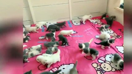 Funy cat,  funny cat in india, funny video funny video, funny cats and dogs, funny cats and dogs talking   Views https://www.dailymotion.com 6 https://www.dailymotion.com/video/x81ipyy 4 https://www.dailymotion.com/funnycatinindia 3 https://www.dailymotio