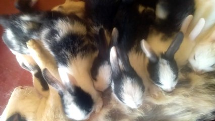 This is rabbits babies