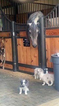 Horse is Perplexed by Border Collie Puppies