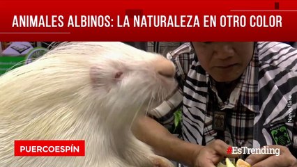 Increíbles animales albinos que lograron ser captados en cámara