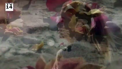 Grey's Anatomy S17E17 Someone Saved My Life Tonight