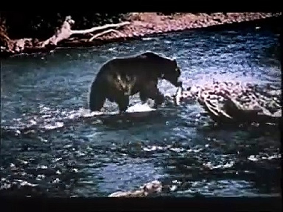 Jonathan degli orsi (Trailer HD) Video Dailymotion