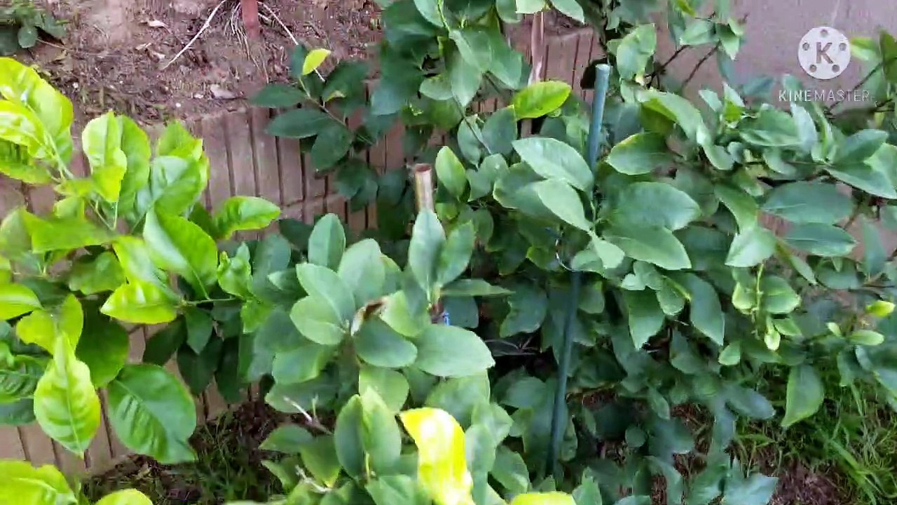 Vlog Video #7 Issac's Birthday (12-21-2019)