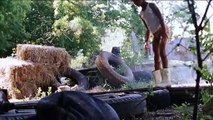 Re della terra selvaggia (Trailer HD)