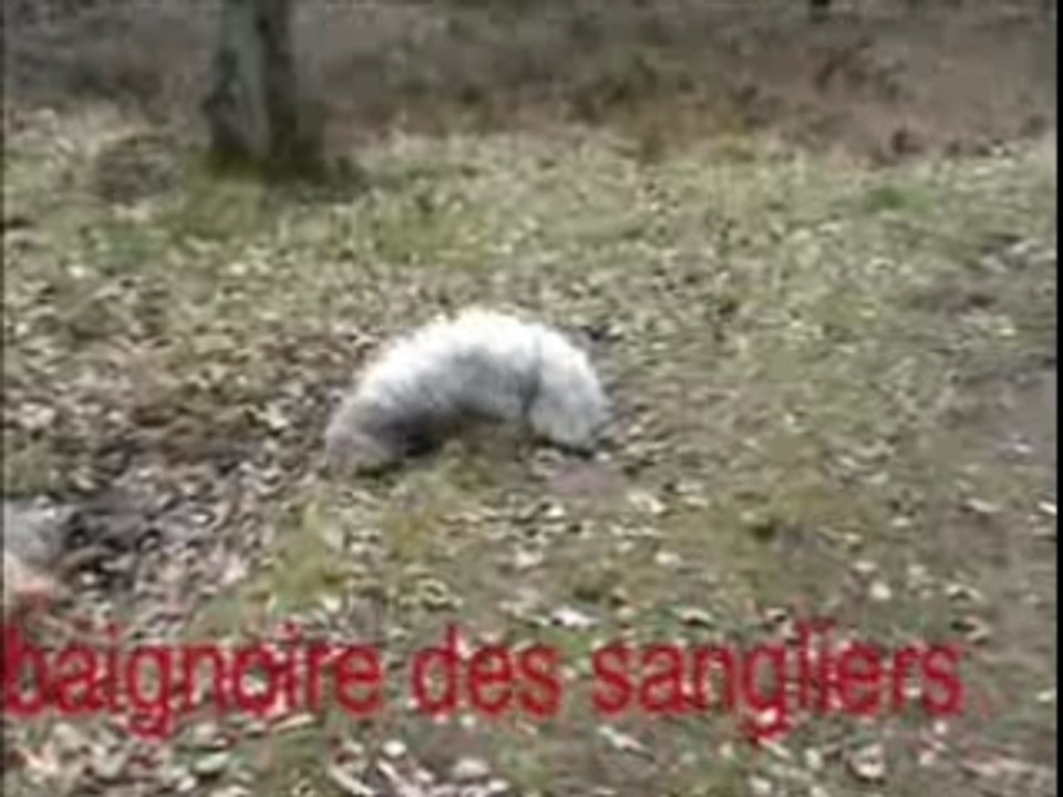 Leeloo et twister en promenade