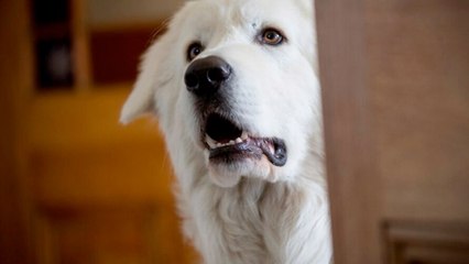 Giotto, l'amico dei pinguini (Trailer HD)