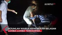 Penampakan Belasan Lumba-lumba Terdampar di Pantai Tegal Besar, Diduga Terdampak Cuaca Buruk