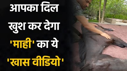 MS Dhoni pampers his Marwari horse at Ranchi farmhouse, Wife Sakshi posts video | वनइंडिया हिन्दी