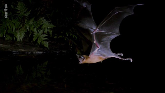 Les superspouvoirs des animaux - Les chauves - souris