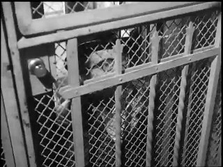 La banda degli onesti (Trailer HD)