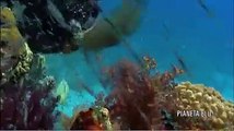 Pianeta blu. Vol. 02. Dalle barriere coralline ai mari di ghiaccio (Trailer HD)