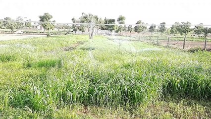 Damn good farm view | खेत का मस्त नजारा