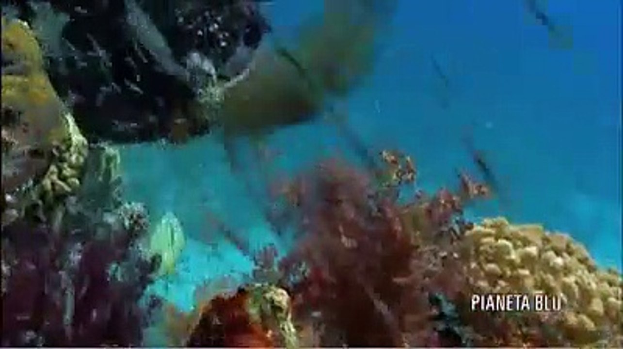 Pianeta blu (Trailer HD)
