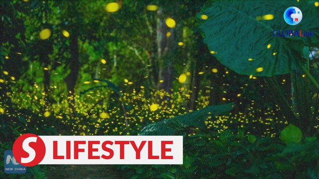 Glowing fireflies in SW China