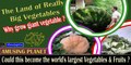 Guinness World Record Largest Vegetables|Amusing Planet|Story Behind the Giant Veggies|Giant Vegetable Competition| Easy Steps To Grow Giant Vegetables At Home