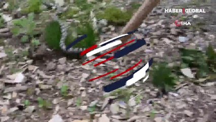 Tehlike altındaki Kafkas Boynuzlu Engereği Sivas'ta görüldü