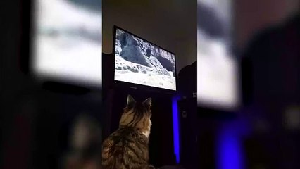 Yılan mahallesine giren iguanayı hayranlıkla seyreden kedi